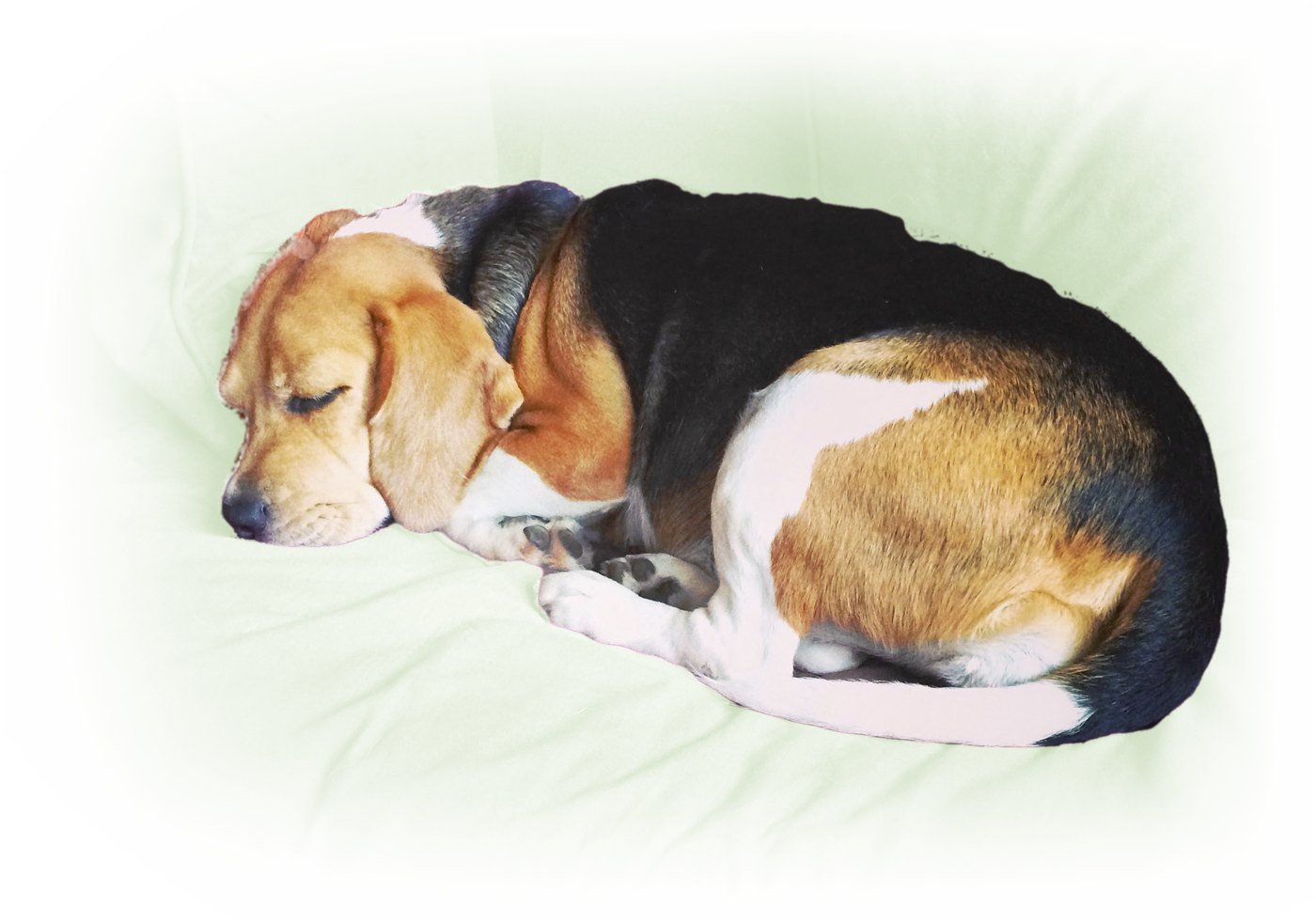 Ava, our late beagle, curled up asleep at home